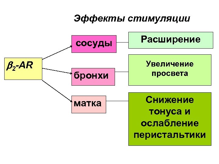 Эффекты стимуляции сосуды 2 -AR бронхи матка Расширение Увеличение просвета Снижение тонуса и ослабление