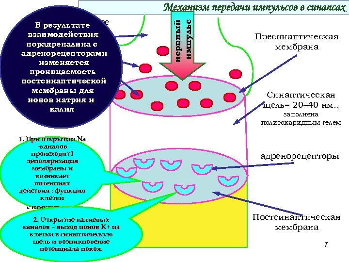 пресинаптическое В результате окончание взаимодействия норадреналина синтезируется с адренорецепторами медиатор изменяется проницаемость постсинаптической мембраны