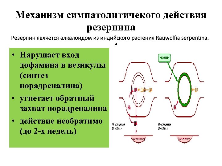 Механизм симпатолитичекого действия резерпина • • Нарушает вход дофамина в везикулы (синтез норадреналина) •