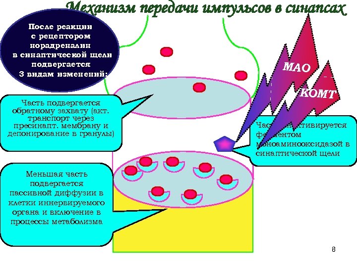 Механизм передачи импульсов в синапсах После реакции с рецептором норадреналин в синаптической щели подвергается