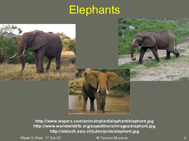Elephants http: //www. wapers. com/animalnplant/elephant. jpg http: //www. worldwildlife. org/expeditions/images/elephant. jpg http: //aletsch. esis.