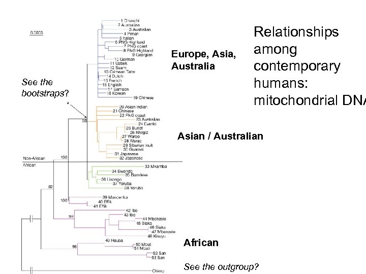 Europe, Asia, Australia See the bootstraps? Relationships among contemporary humans: mitochondrial DNA Asian /