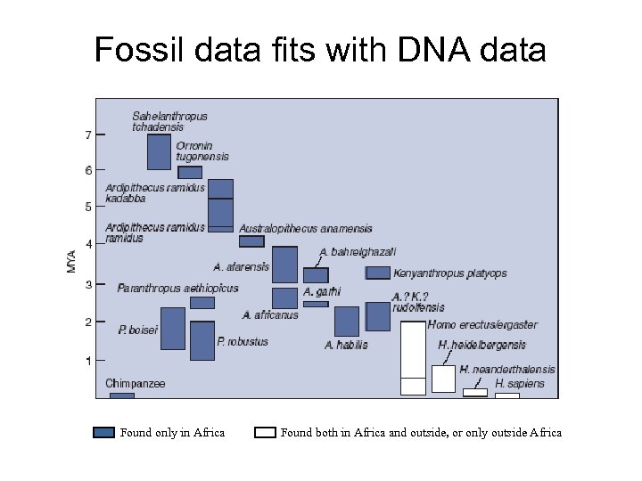 Fossil data fits with DNA data Found only in Africa Found both in Africa