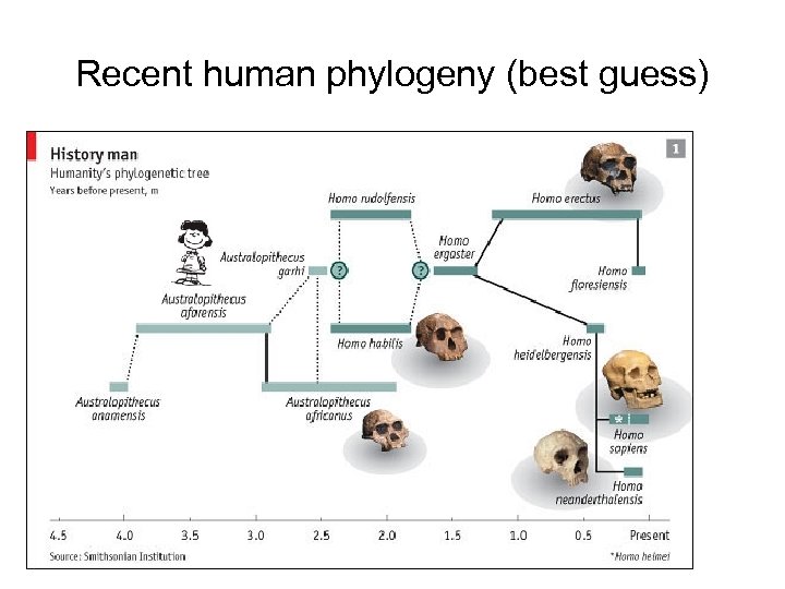 Recent human phylogeny (best guess) 