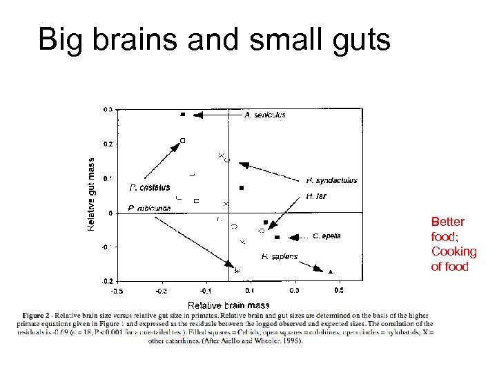 Big brains and small guts Better food; Cooking of food 