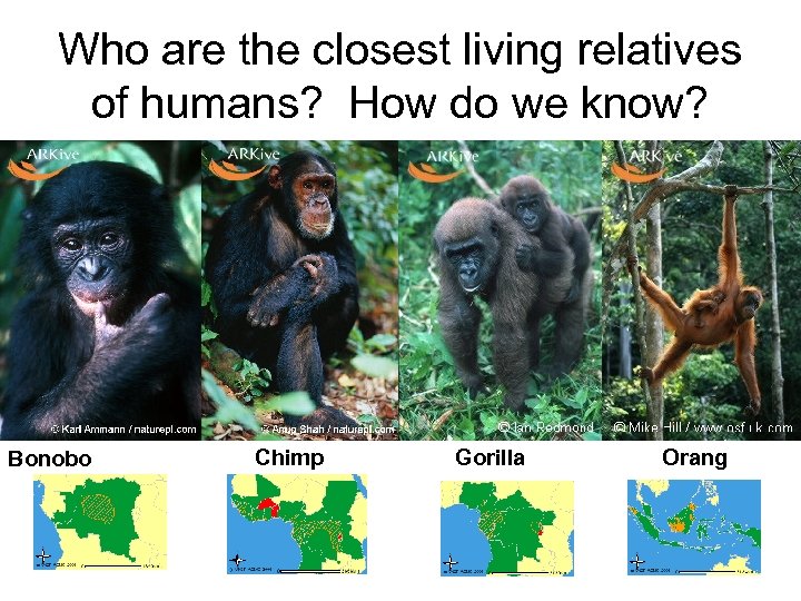 Who are the closest living relatives of humans? How do we know? Bonobo Chimp