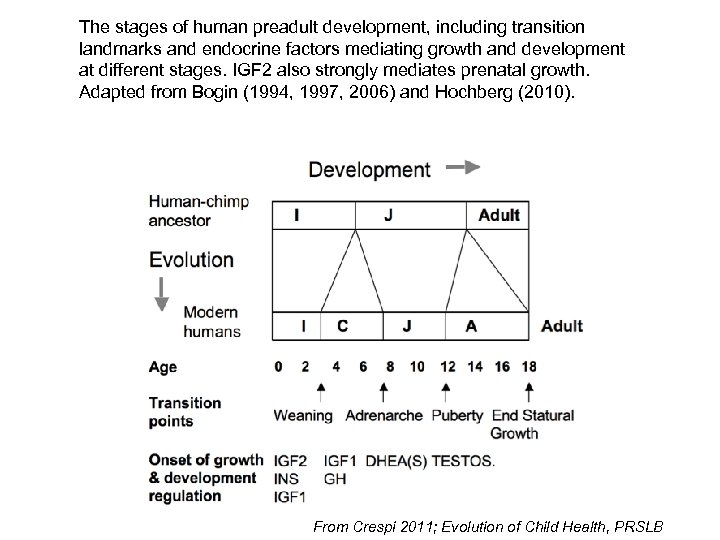 The stages of human preadult development, including transition landmarks and endocrine factors mediating growth