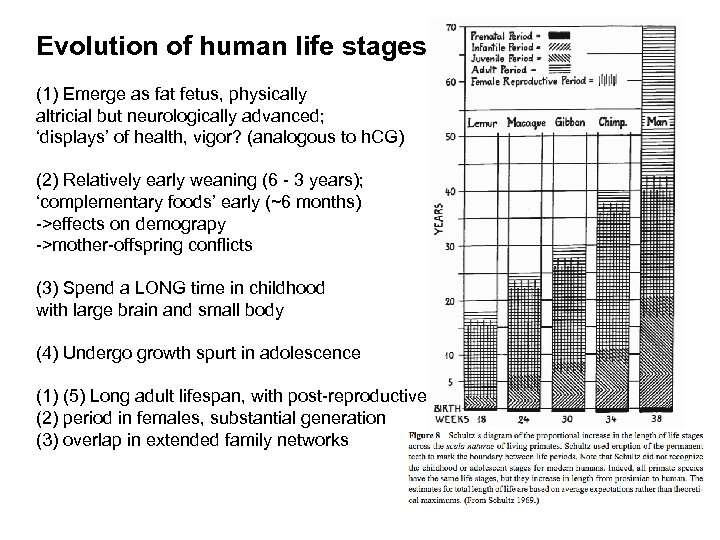 Evolution of human life stages (1) Emerge as fat fetus, physically altricial but neurologically