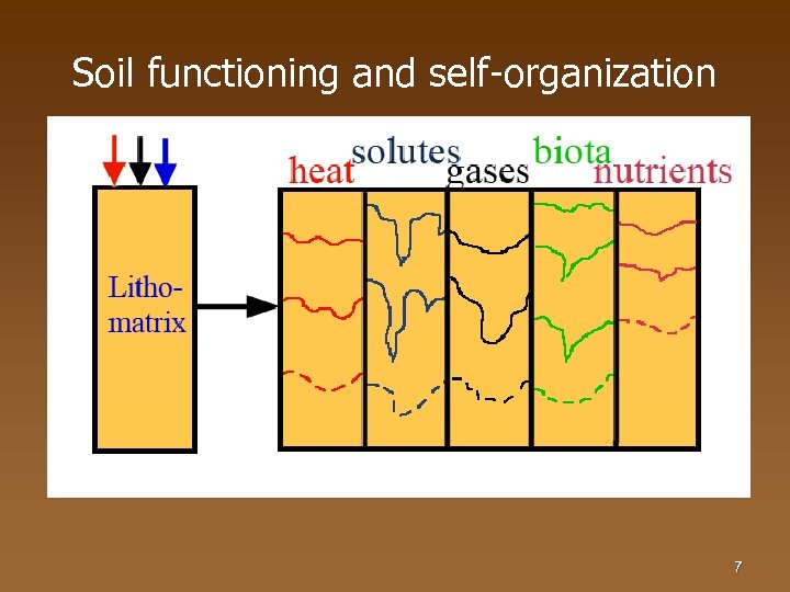 Soil functioning and self-organization 7 