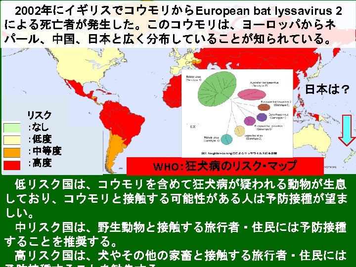 2002年にイギリスでコウモリからEuropean bat lyssavirus 2 による死亡者が発生した。このコウモリは、ヨーロッパからネ パール、中国、日本と広く分布していることが知られている。 日本は？ リスク ：なし ：低度 ：中等度 ：高度 WHO：狂犬病のリスク・マップ 低リスク国は、コウモリを含めて狂犬病が疑われる動物が生息