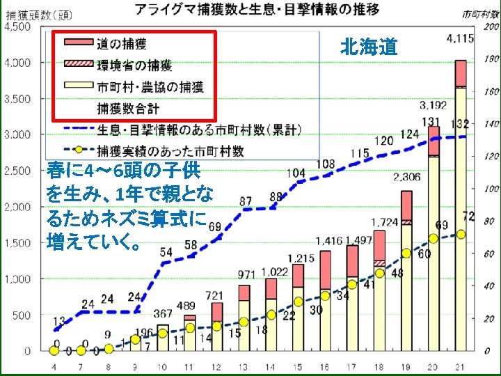 北海道 春に 4～ 6頭の子供 を生み、1年で親とな るためネズミ算式に 増えていく。 