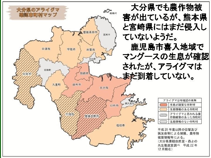 大分県でも農作物被 害が出ているが、熊本県 と宮崎県にはまだ侵入し ていないようだ。 鹿児島市喜入地域で マングースの生息が確認 されたが、アライグマは まだ到着していない。 