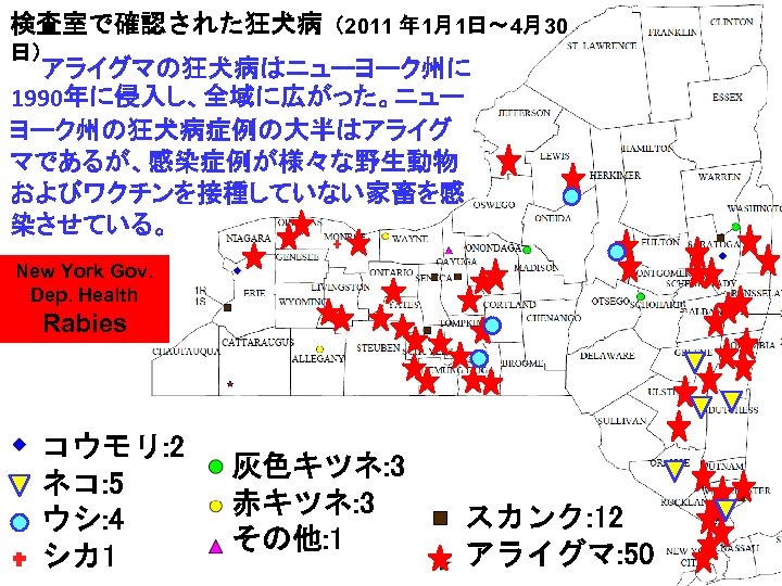 検査室で確認された狂犬病（2011 年 1月1日～ 4月30 日） アライグマの狂犬病はニューヨーク州に 1990年に侵入し、全域に広がった。ニュー ヨーク州の狂犬病症例の大半はアライグ マであるが、感染症例が様々な野生動物 およびワクチンを接種していない家畜を感 染させている。 New York Gov.