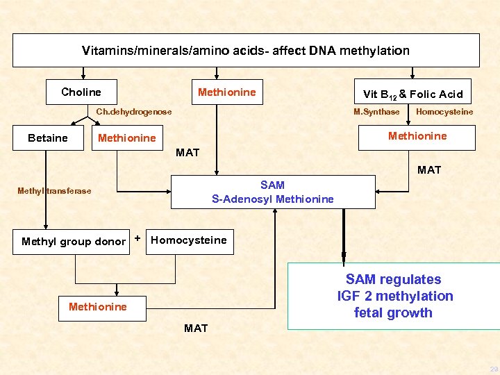 Vitamins/minerals/amino acids- affect DNA methylation Choline Methionine Ch. dehydrogenose Betaine Vit B 12 &