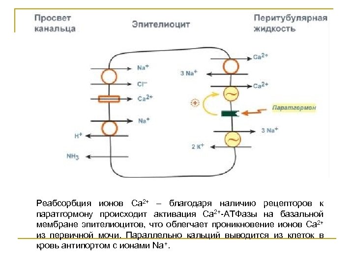 Ацидогенез в желудке схема регуляция