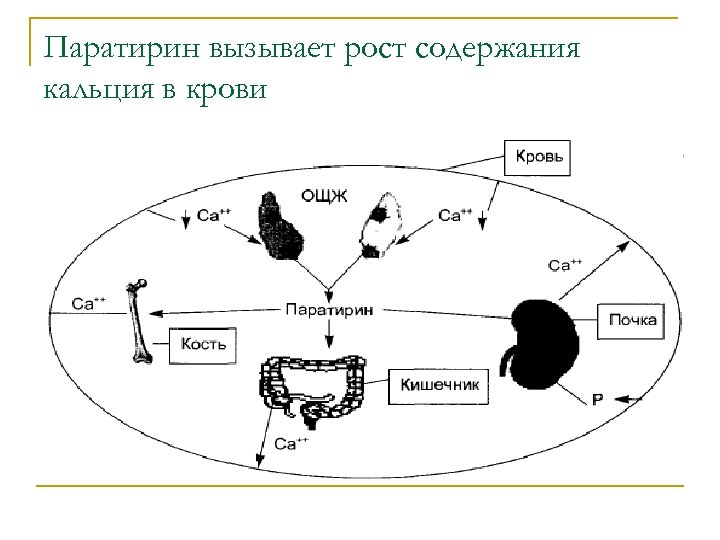 Паратирин вызывает рост содержания кальция в крови 