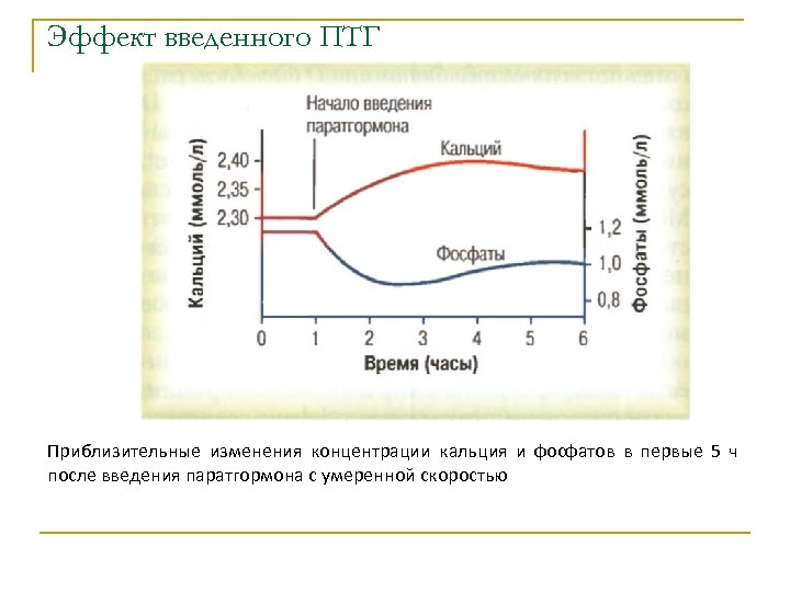 Эффект введенного ПТГ Приблизительные изменения концентрации кальция и фосфатов в первые 5 ч после