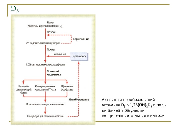 D 3 Активация преобразований витамина D 3 в 1, 25(ОН)2 D 3 и роль