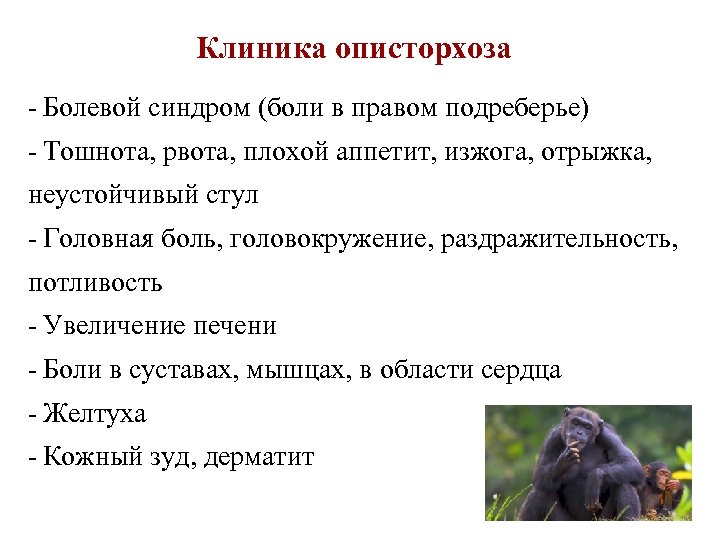 Клиника описторхоза - Болевой синдром (боли в правом подреберье) - Тошнота, рвота, плохой аппетит,