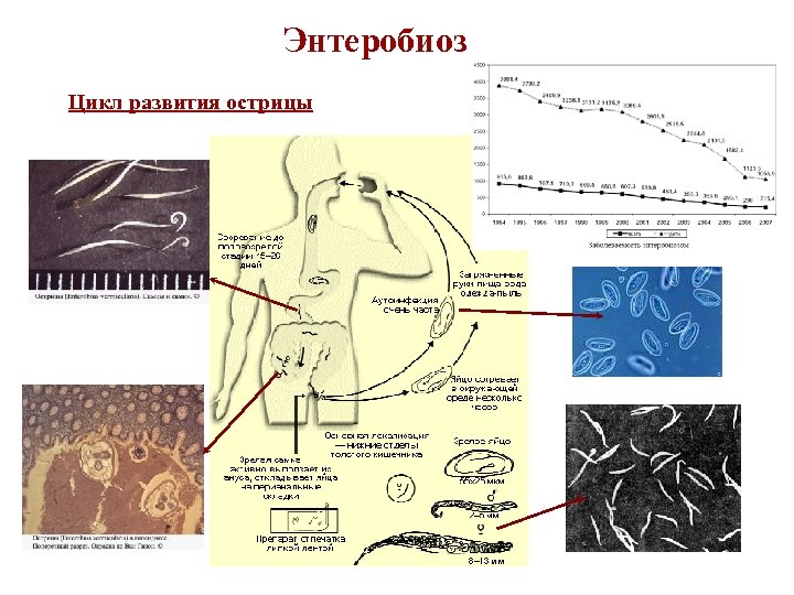 Энтеробиоз цикл. Цикл острицы. Энтеробиоз патогенез схема.