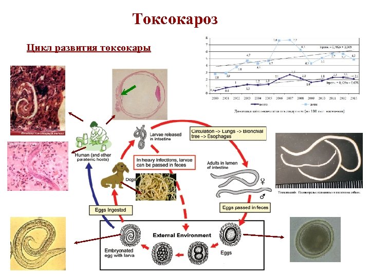 Токсокароз Цикл развития токсокары 