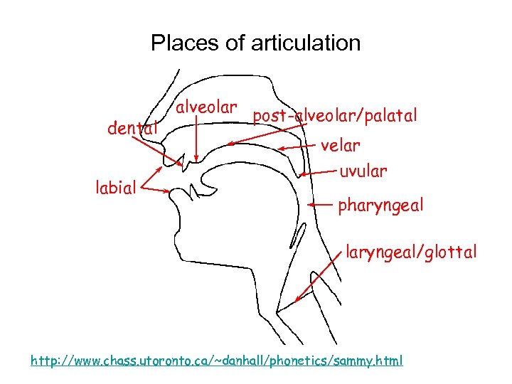 Places of articulation dental labial alveolar post-alveolar/palatal velar uvular pharyngeal laryngeal/glottal http: //www. chass.