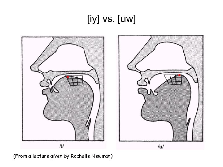 [iy] vs. [uw] (From a lecture given by Rochelle Newman) 