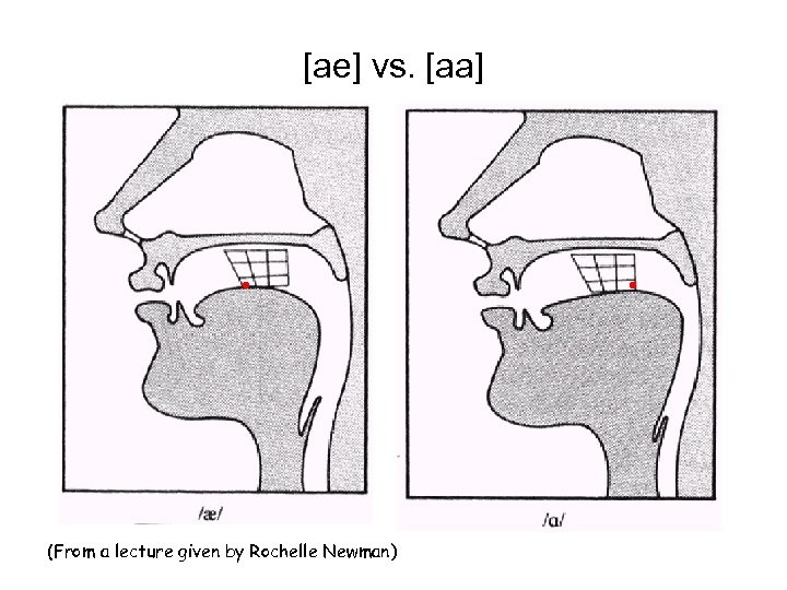[ae] vs. [aa] (From a lecture given by Rochelle Newman) 