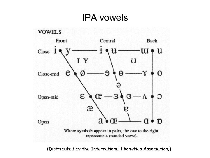 IPA vowels (Distributed by the International Phonetics Association. ) 