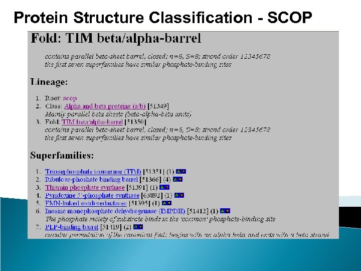 Protein Structure Classification - SCOP 