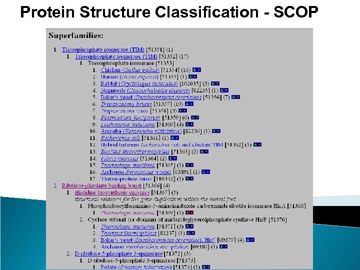 Protein Structure Classification - SCOP 