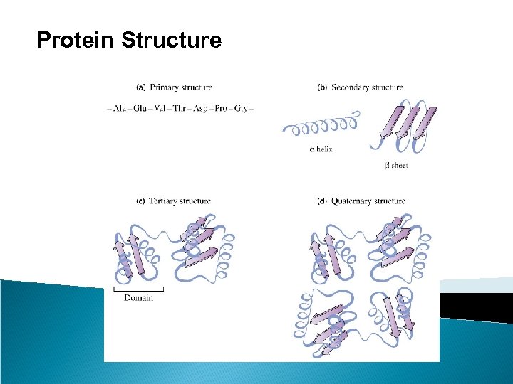 Protein Structure 