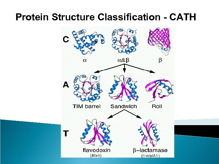 Protein Structure Classification - CATH 