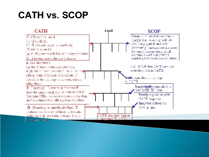 CATH vs. SCOP 