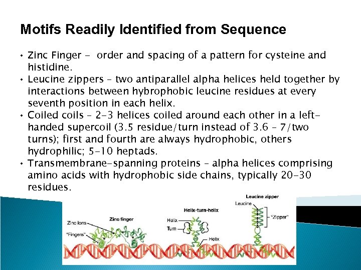 Motifs Readily Identified from Sequence • Zinc Finger - order and spacing of a