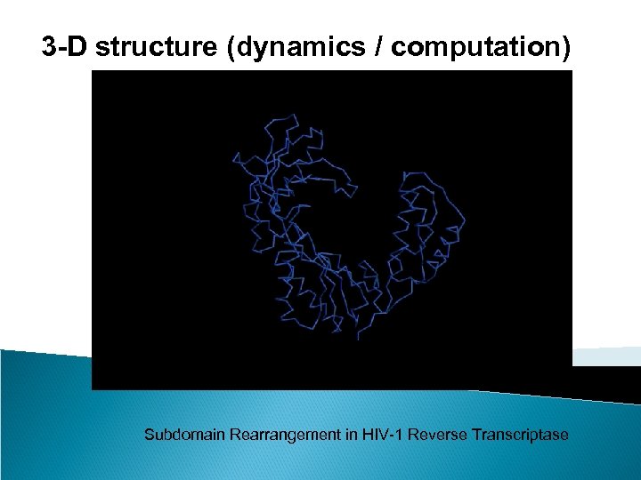 3 -D structure (dynamics / computation) Subdomain Rearrangement in HIV-1 Reverse Transcriptase 