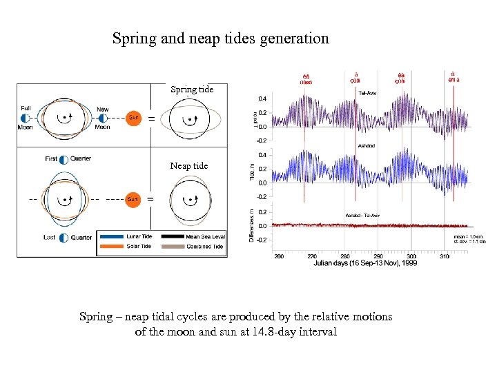 Spring and neap tides generation Spring tide Neap tide Spring – neap tidal cycles