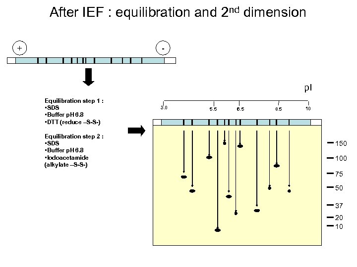 After IEF : equilibration and 2 nd dimension + - p. I Equilibration step