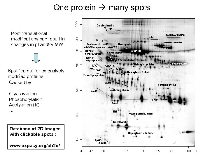 One protein many spots Post-translational modifications can result in changes in p. I and/or