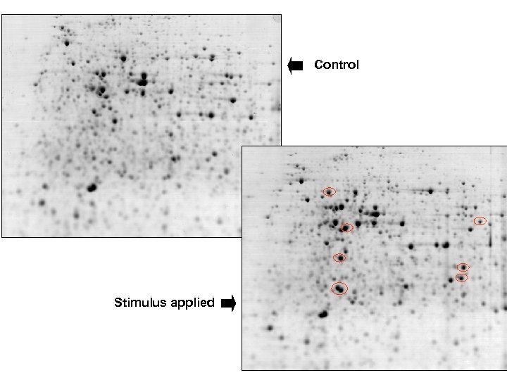 Control Stimulus applied 