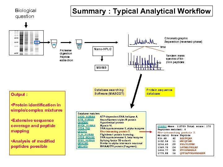 Summary : Typical Analytical Workflow Biological question Chromatographic Separation (reversed-phase) Protease digestion Peptide extraction