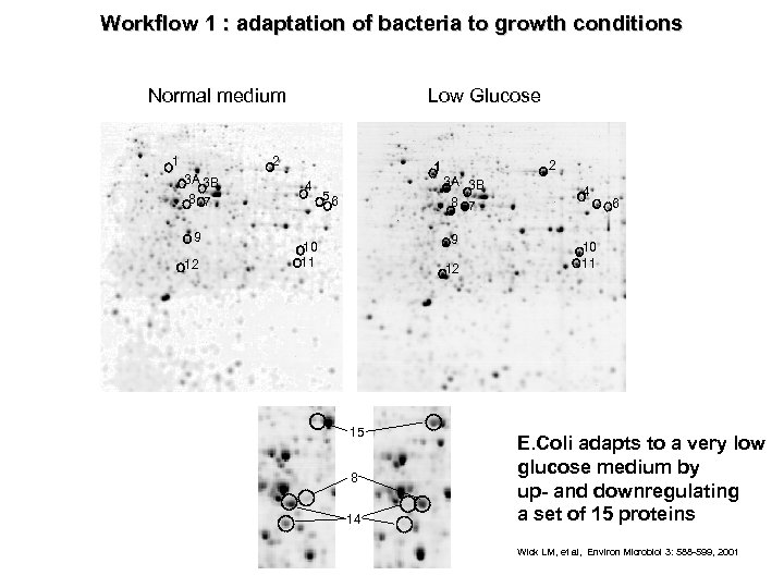 Workflow 1 : adaptation of bacteria to growth conditions Normal medium 1 Low Glucose