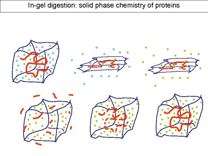 In-gel digestion: solid phase chemistry of proteins 