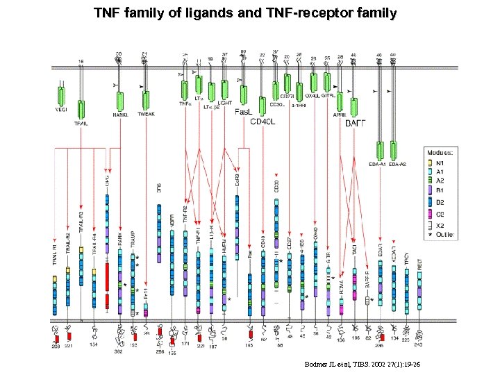 TNF family of ligands and TNF-receptor family Bodmer JL et al, TIBS. 2002 27(1):