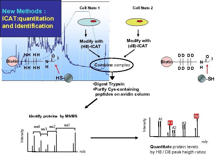 Cell State 1 New Methods : ICAT: quantitation and identification Modify with (H 8)-ICAT