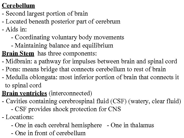 Cerebellum - Second largest portion of brain - Located beneath posterior part of cerebrum