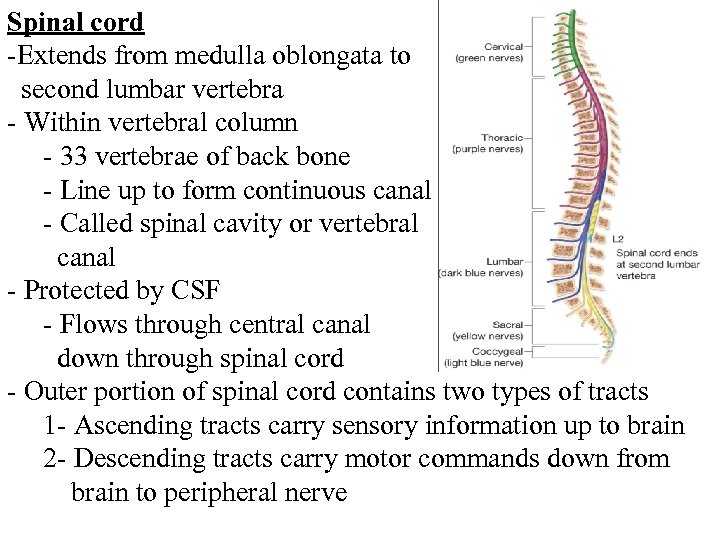 Spinal cord -Extends from medulla oblongata to second lumbar vertebra - Within vertebral column