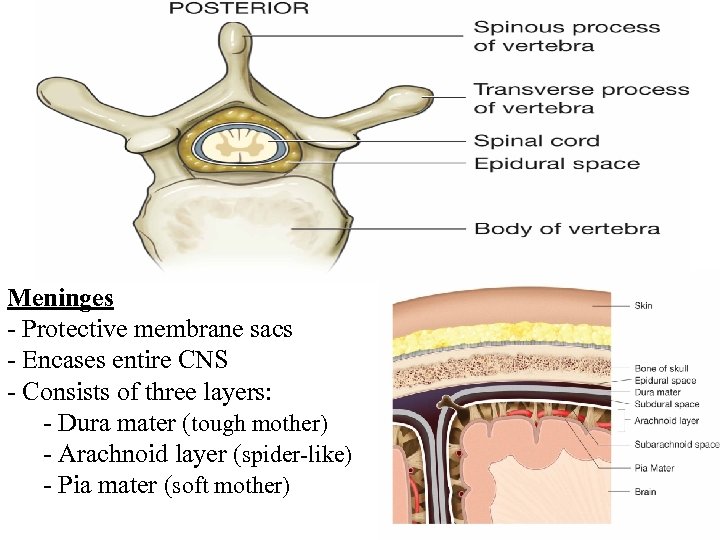 Meninges - Protective membrane sacs - Encases entire CNS - Consists of three layers: