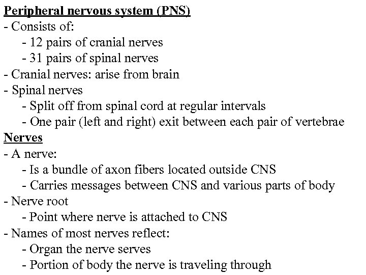 Peripheral nervous system (PNS) - Consists of: - 12 pairs of cranial nerves -