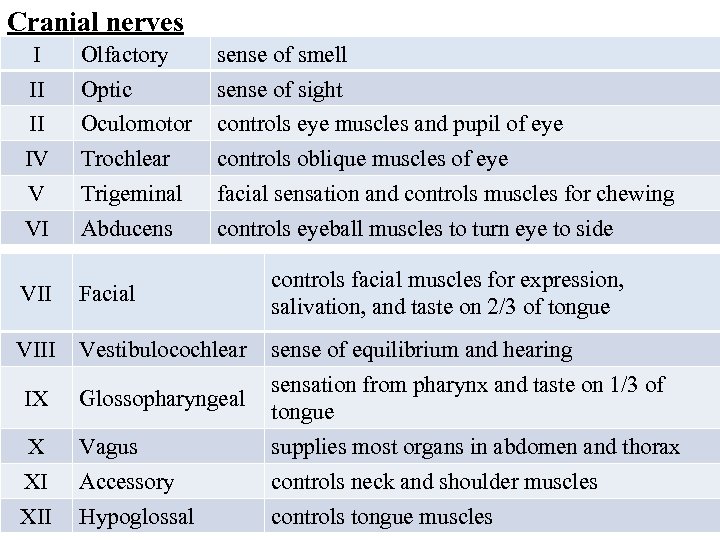 Cranial nerves I Olfactory sense of smell II Optic sense of sight II Oculomotor